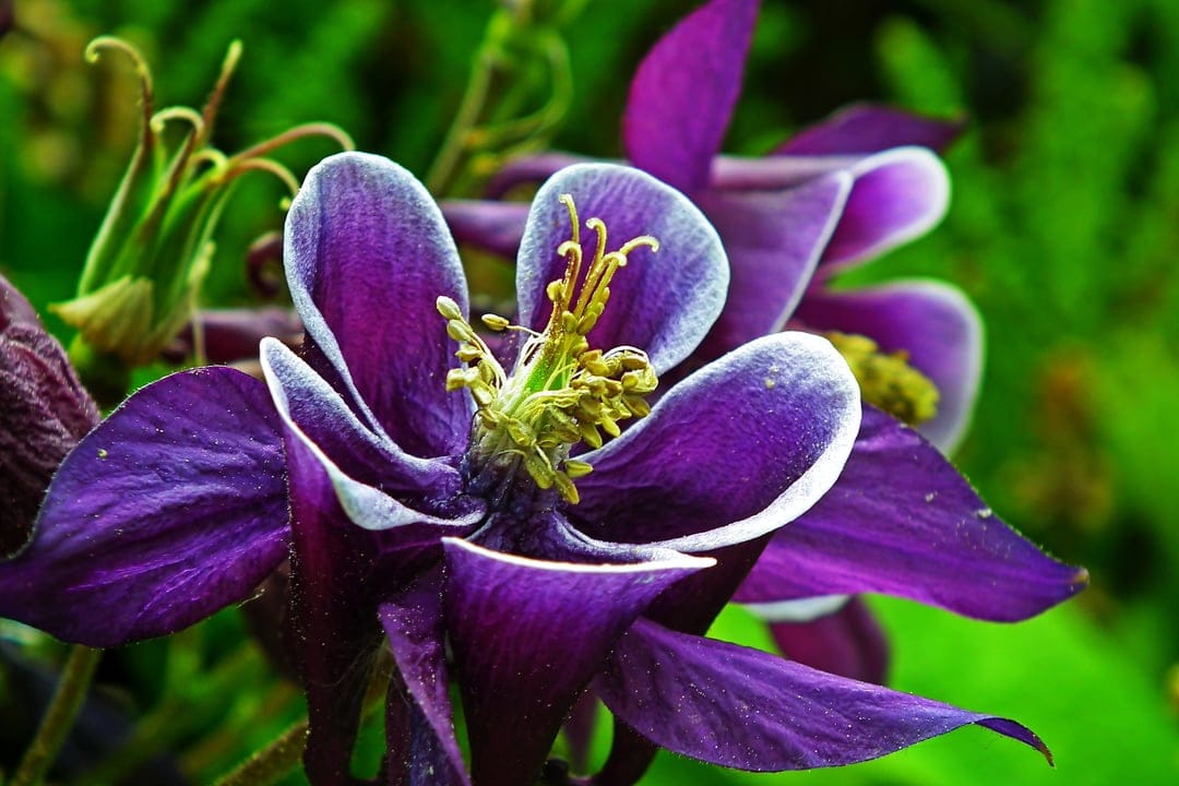 Purple Columbine flower with white-edged petals and long spurs against a soft green foliage backdrop in macro.