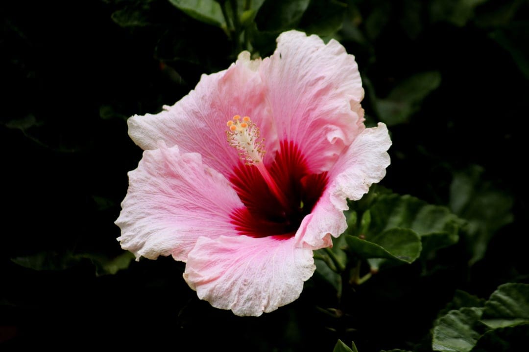 Soft pink hibiscus flower with a dark red center and yellow stamen against a blurred green background.