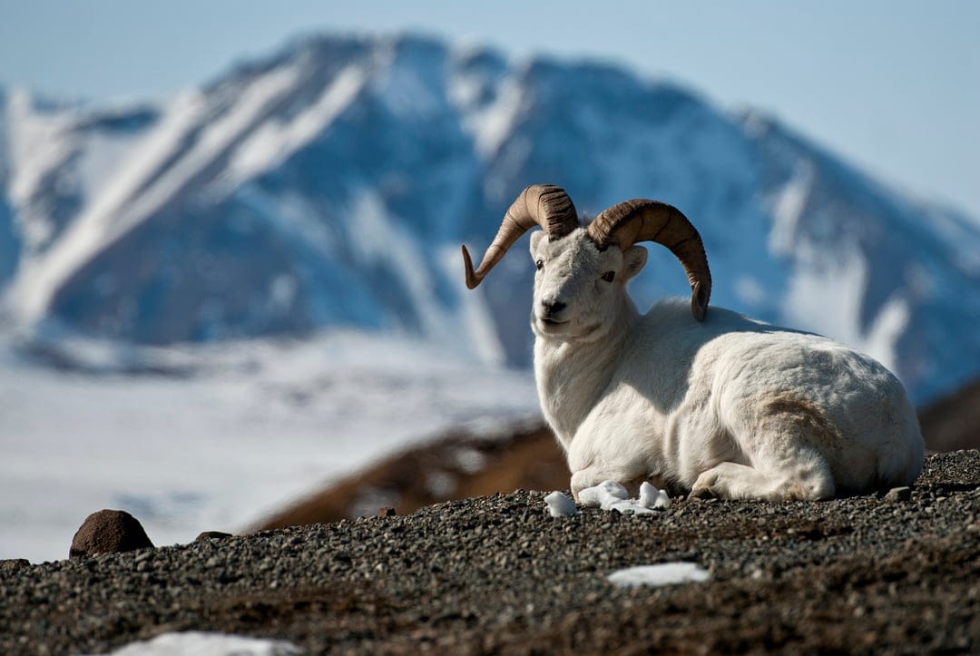 Dall sheep with massive curved horns resting on a snowy mountain ledge against a blurred alpine background.