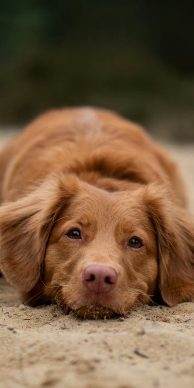 Brown dog  wallpaper,Brown dog,dog,hairy Brown dog,Brown dog  background