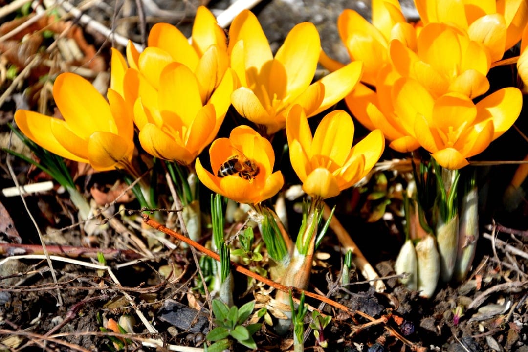 Yellow crocus flowers blooming amidst brown leaves with a small honeybee collecting pollen on a central petal.