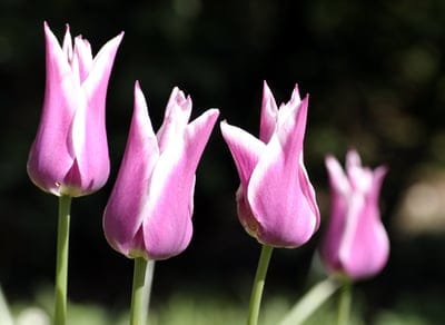 Four pink tulips with white edges and pointed petals stand against a soft, dark background in soft light.