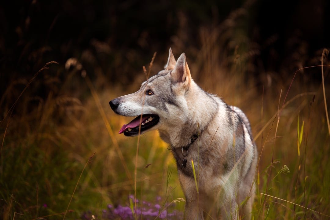 Grey wolfdog with its tongue out stands in tall dry grass, facing sideways with alert ears in a meadow setting.