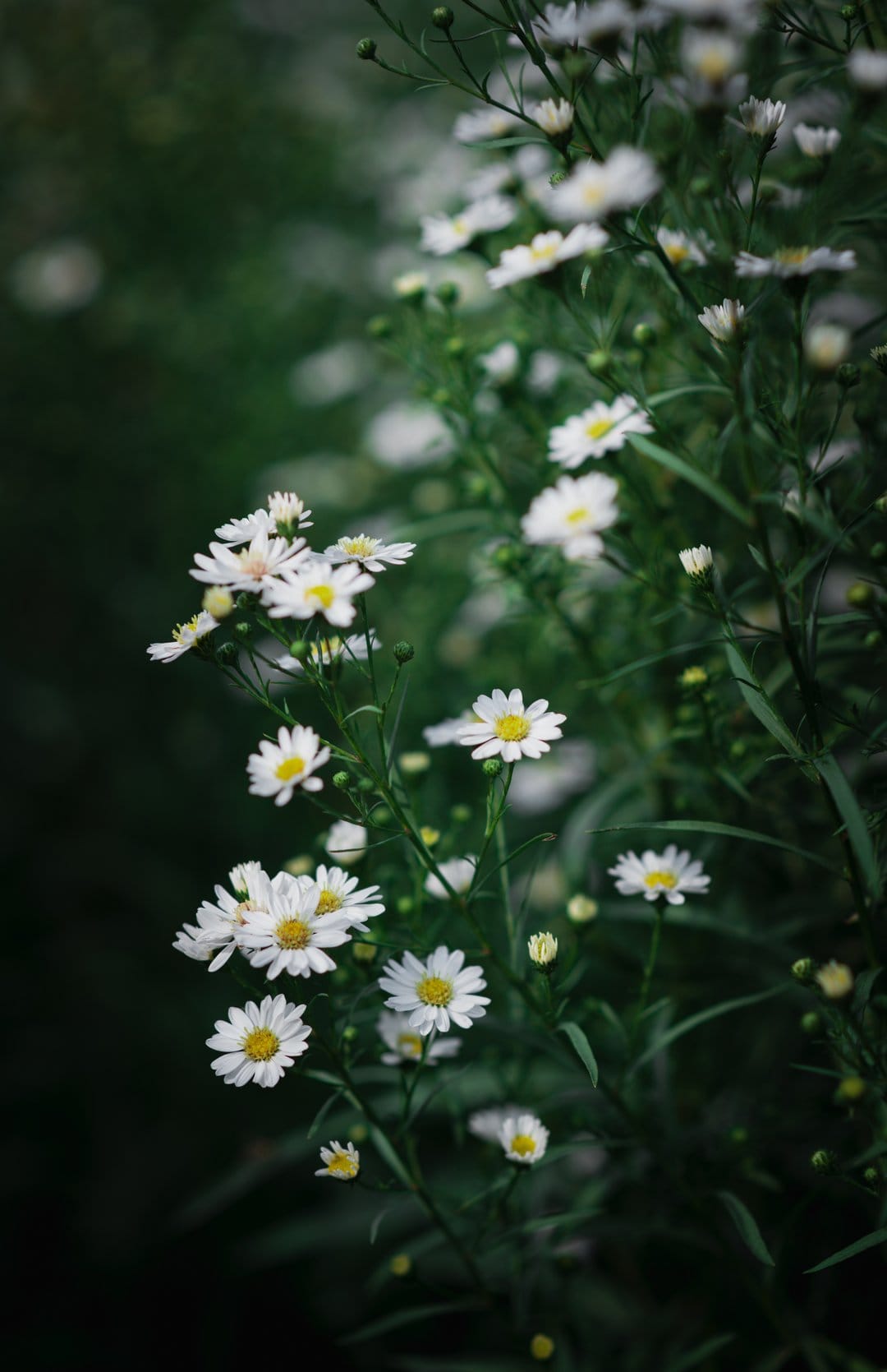 White daisies with yellow centers bloom on thin stems against a blurred dark green leafy background in close-up.