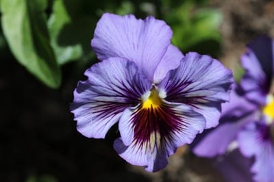 Purple pansy petals with thin dark veins and a bright yellow center against a soft-focus green garden backdrop.