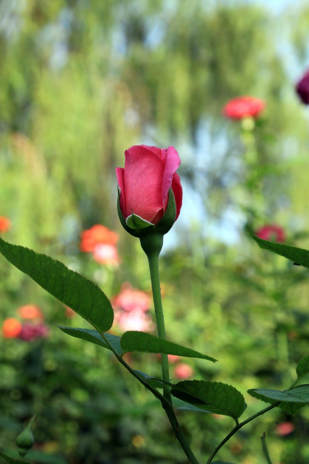 Pink rosebud with furled petals sits amidst blurred green leaves and garden flowers in a close-up macro view.