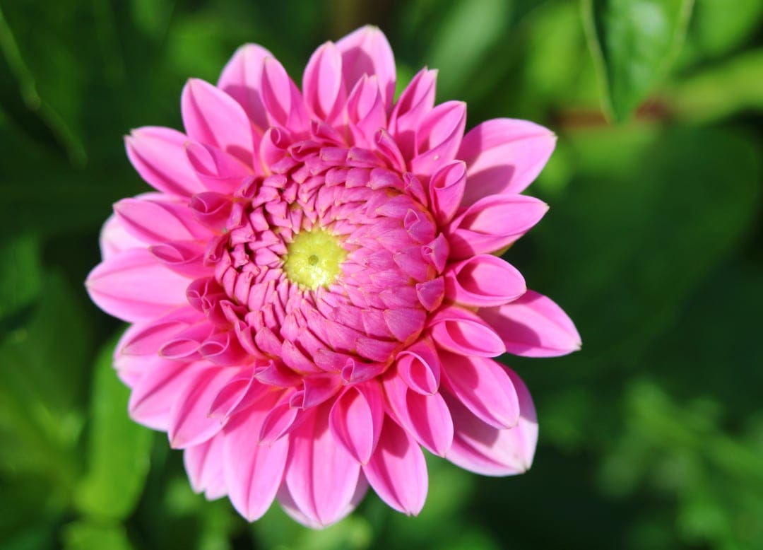 Pink dahlia flower featuring layered petals and a yellow core against a soft-focus green leafy background.