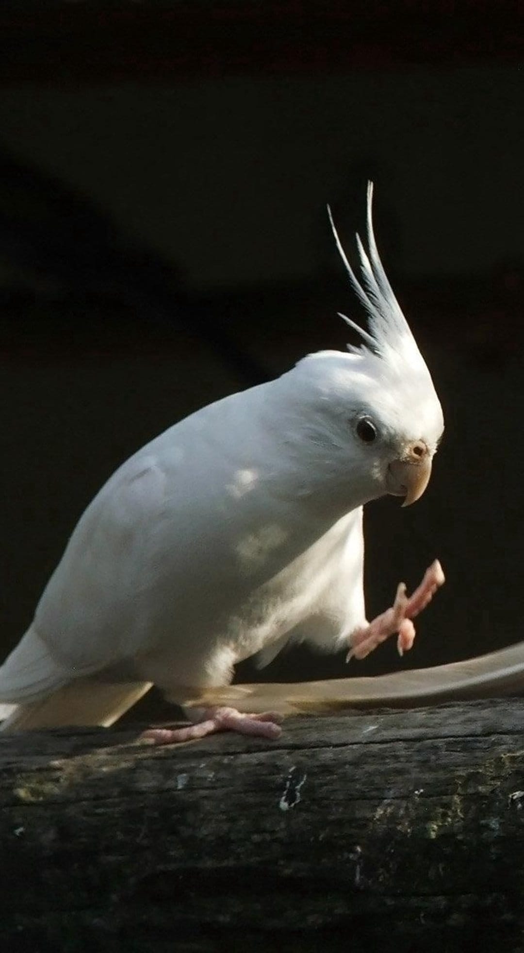 Albino cockatiel with a raised crest sits on a wooden perch against a dark, out-of-focus background.