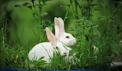 Rabbit wallpaper,Rabbit,Rabbit background,animal wallpaper,pet wallpaper 