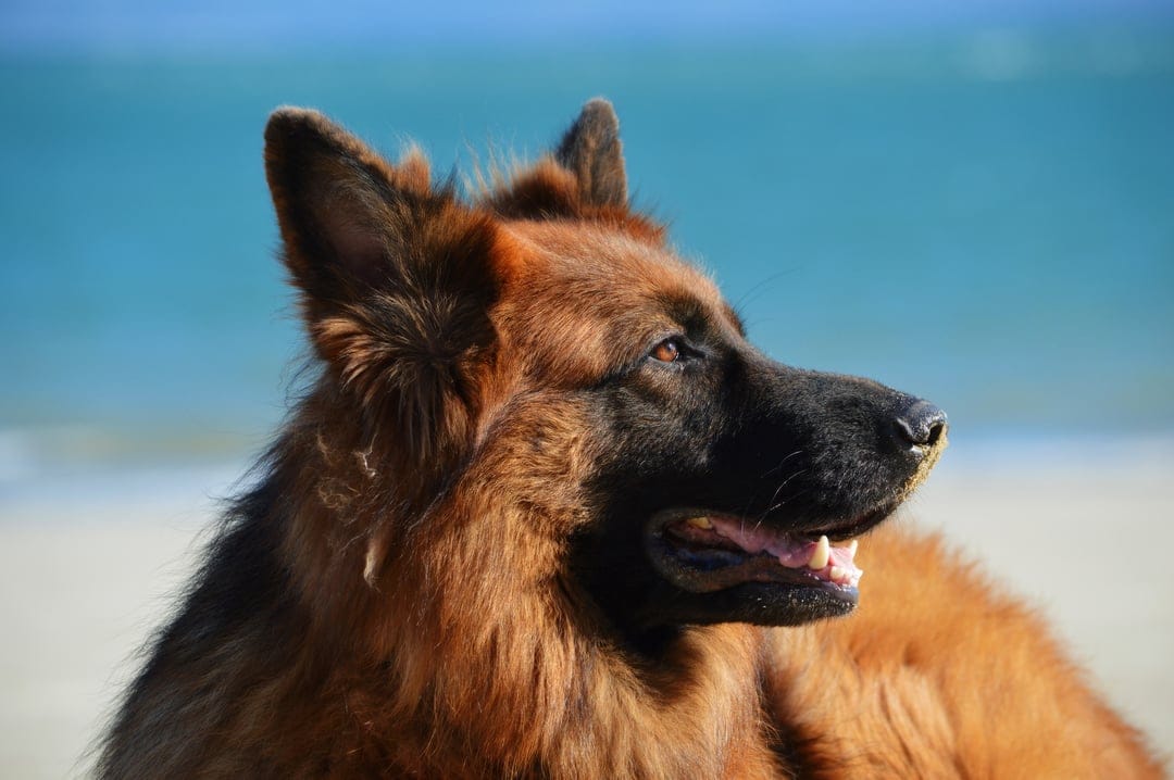 Long-haired German Shepherd sitting on a sandy beach with blue ocean waves and bright sunlight in the background.