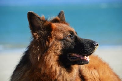 German shepherd wallpaper,dog wallpaper,dog,animal
