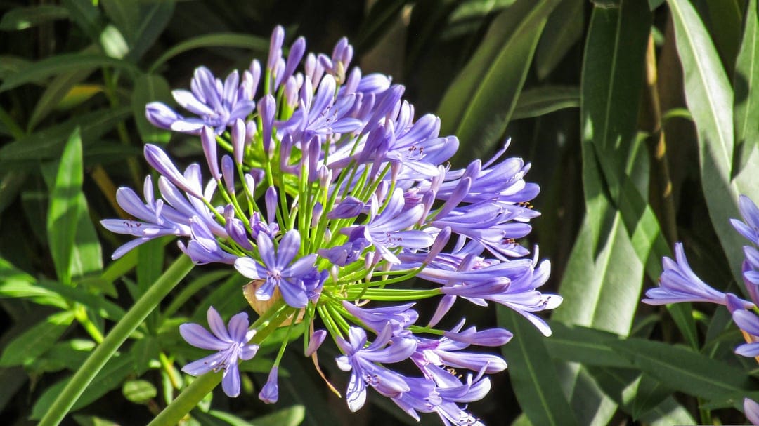 Purple Agapanthus petals form a spherical cluster against a soft green background in this macro nature shot.