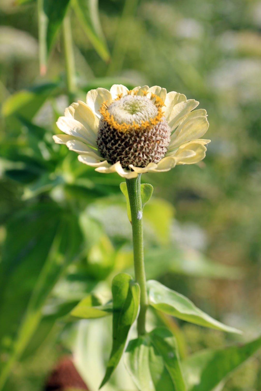 Pale yellow zinnia flower with a brown textured center and yellow stamens against blurred green leaves.