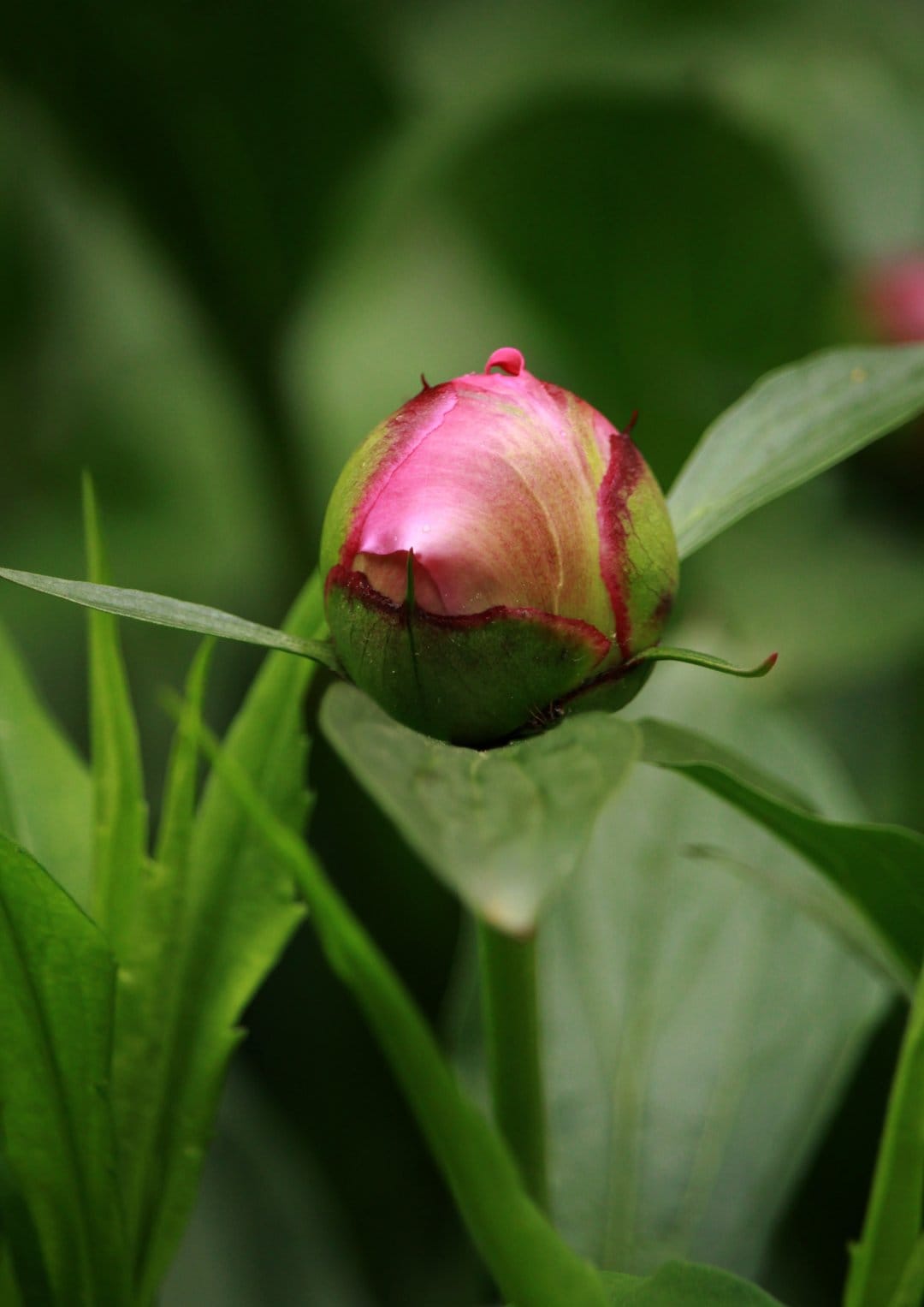 Pink peony bud tightly closed with green sepals and blurred garden leaves in a vertical macro nature photograph.