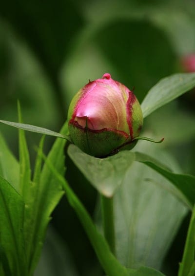 peony bud, pink flower, flower bud, floral, gardening, nature, botany, spring bloom, plant, green leaves, close-up, macro, delicate, fresh, organic, garden, blossom, new growth, fragrant, seasonal, flora, horticulture