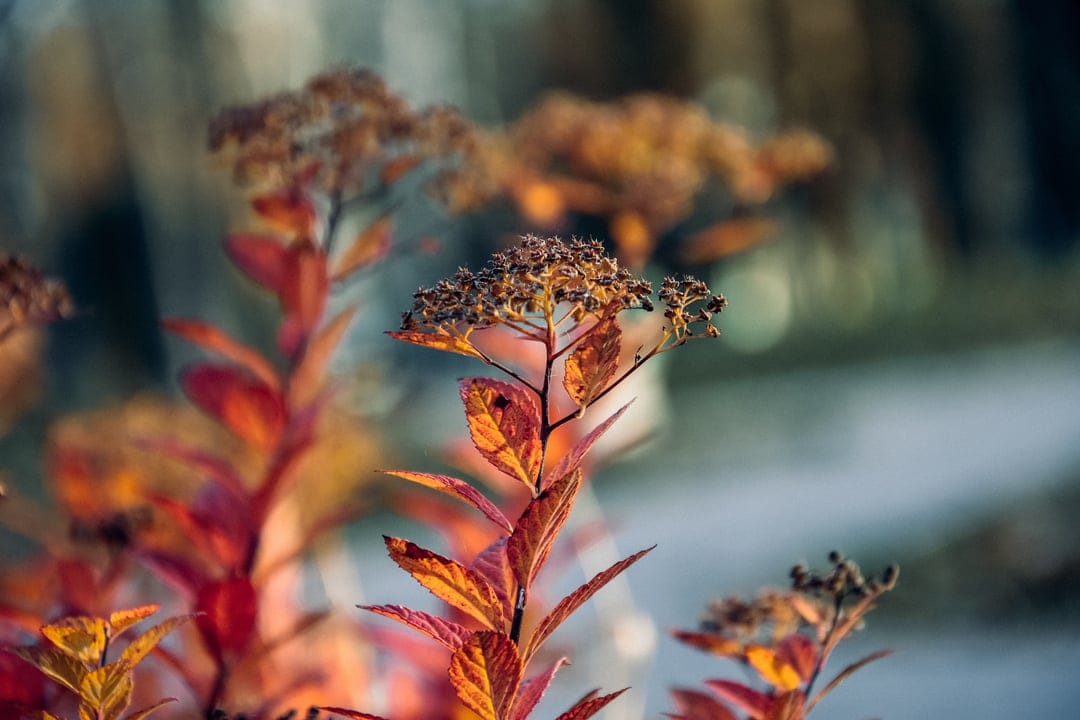 Red and orange autumn leaves with delicate seed heads glowing in sunlight against a blurred garden background.