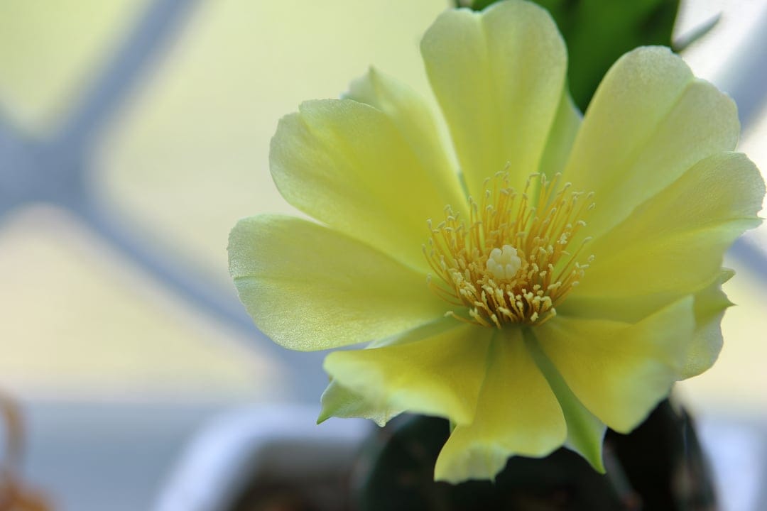 Yellow cactus flower with layered petals and central stamen opens wide against a blurred green background.