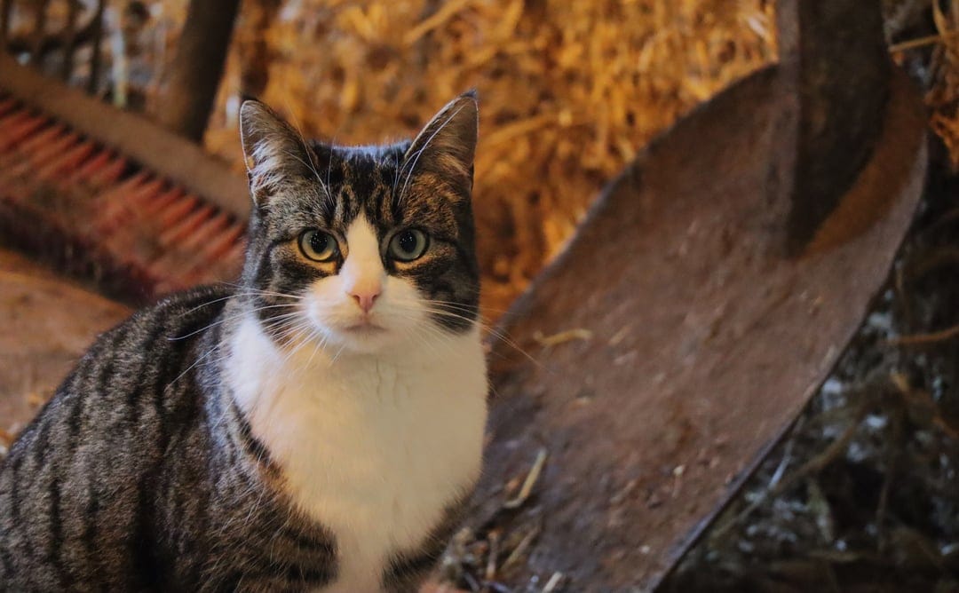Tabby and white cat sits next to a vintage pitchfork and golden hay inside a weathered wooden barn.