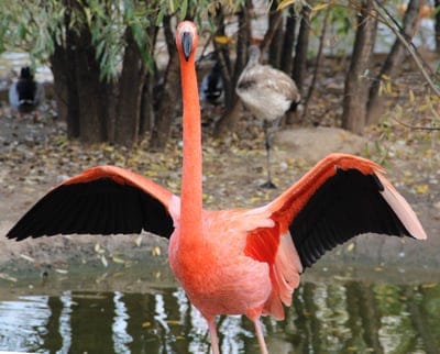 Pink flamingo with outstretched wings showing black feathers standing in shallow water near a distant crane.