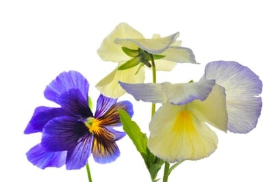 Purple, blue, and yellow pansy flowers with dark face markings are clustered against a solid white background.