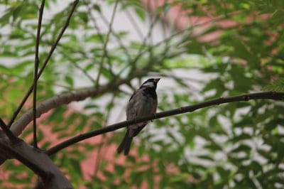Sparrow with gray feathers looks upward from a slender tree branch surrounded by soft green garden foliage.