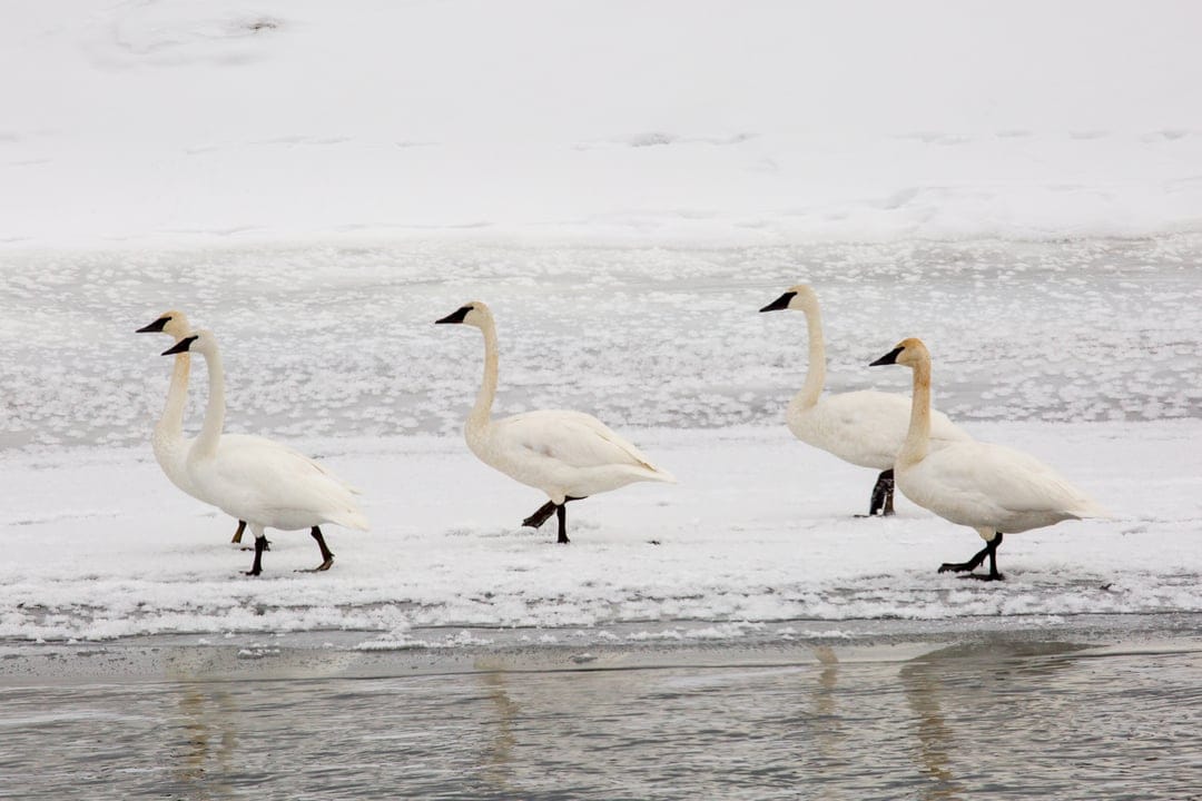 White trumpeter swans stand on a snowy ice-covered bank near reflective water during a cold winter day.