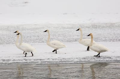 Swan wallpaper,Swan background,bird,Swan,winter