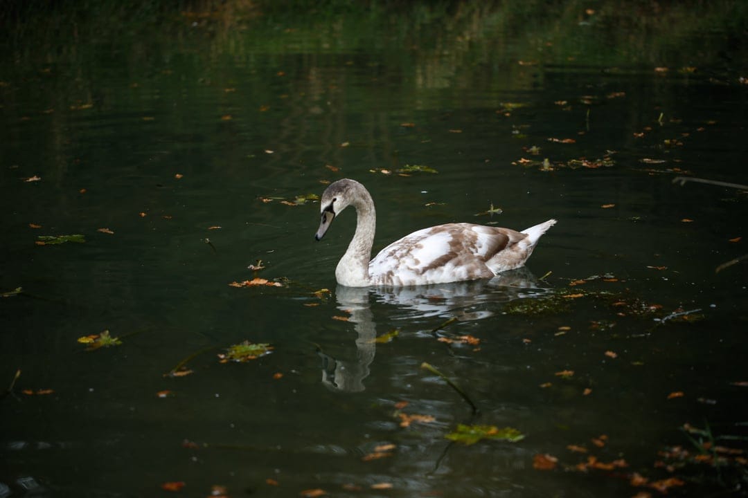 Young swan with gray feathers swimming in dark water among floating leaves and its own clear reflection.