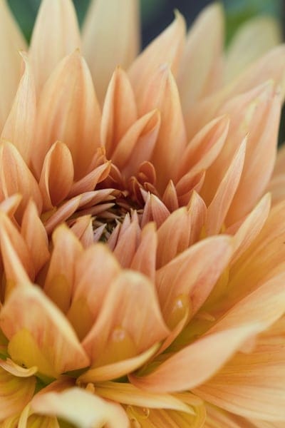 dahlia,orange,floral background,beautiful flowers,flower,nature,bloom,blossom,flora,plant,garden,flower background,bud,botany,beautiful wallpaper,macro,flower wallpaper,background,close up