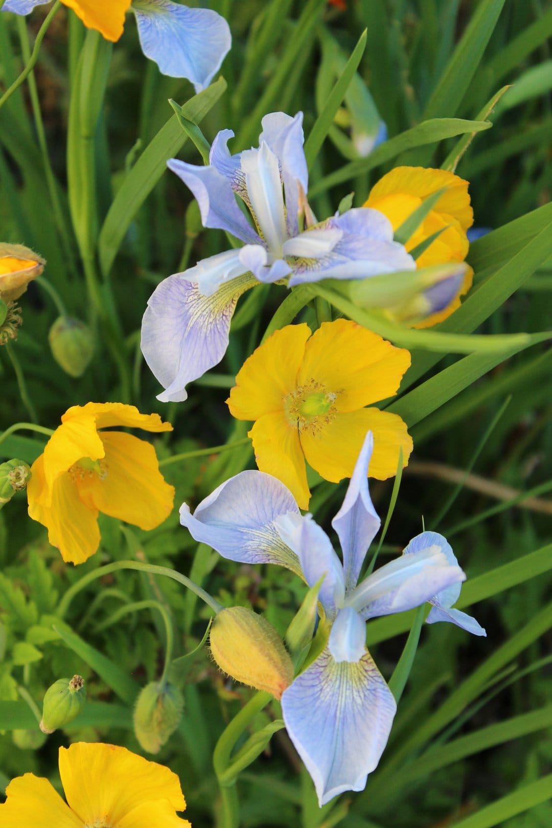 Yellow poppies and blue irises with detailed petals grow amidst dense green foliage in a sun-drenched garden.