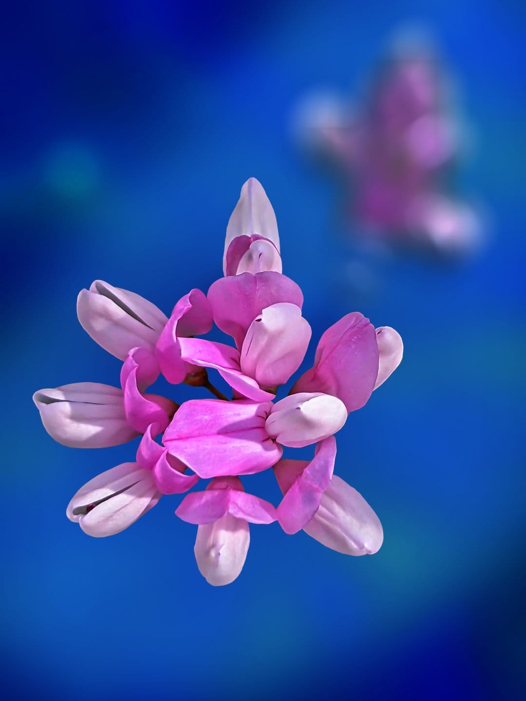 Pink magnolia blossom with unfurling petals against a gradient blue background and soft bokeh floral accents.