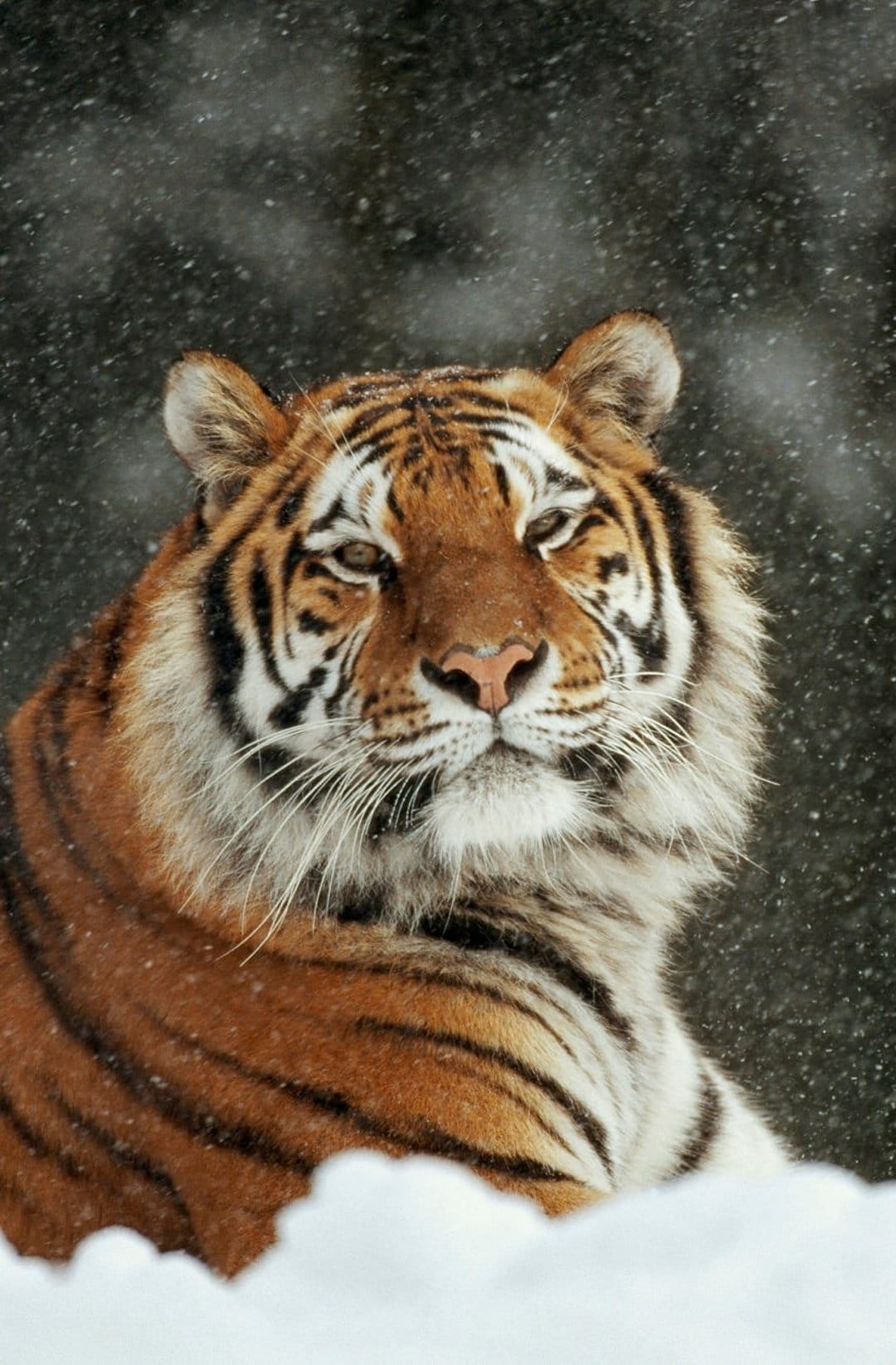 Bengal tiger with snow on its fur stares forward through falling flakes against a dark winter background.