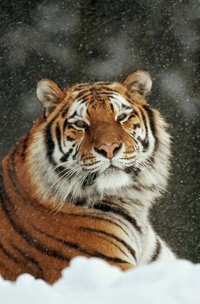 tiger,predator,big cat,snow