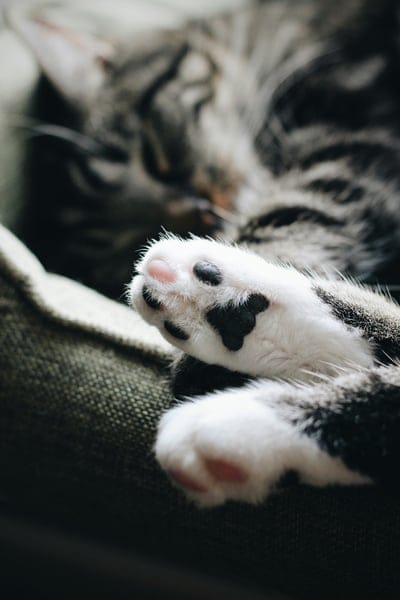 Cats,Cats wallpaper,Cats desktop wallpaper,animal 