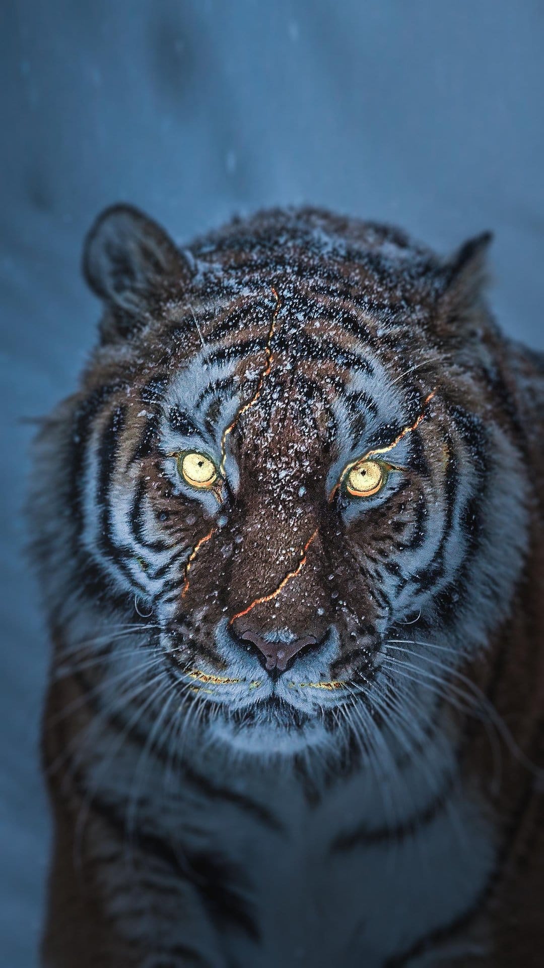 Tiger with amber eyes and snow-dusted orange fur stares forward against a blurred blue winter forest background.
