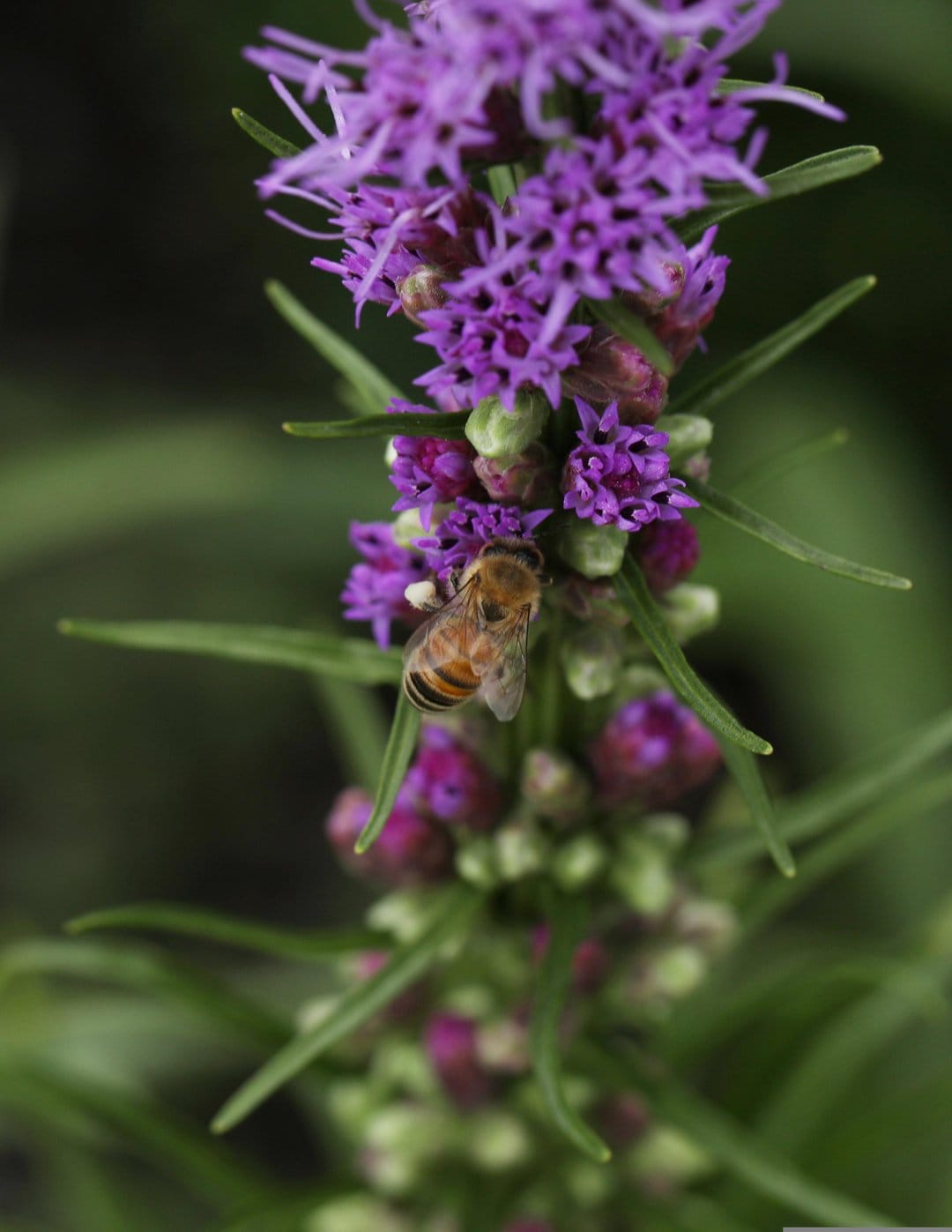 Honeybee with translucent wings perches on a vibrant purple liatris flower against a blurred green background.