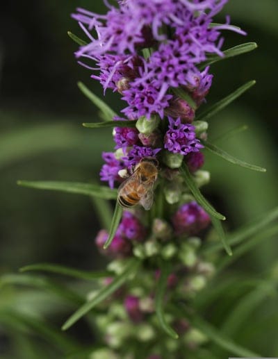 honeybee, liatris, purple flower, pollination, nectar, insect, macro photography, wildlife, nature, garden, flower, bee, close-up, striped, wings, nectar collection, botany, entomology, summer, apiary, wildflower, apiaceae