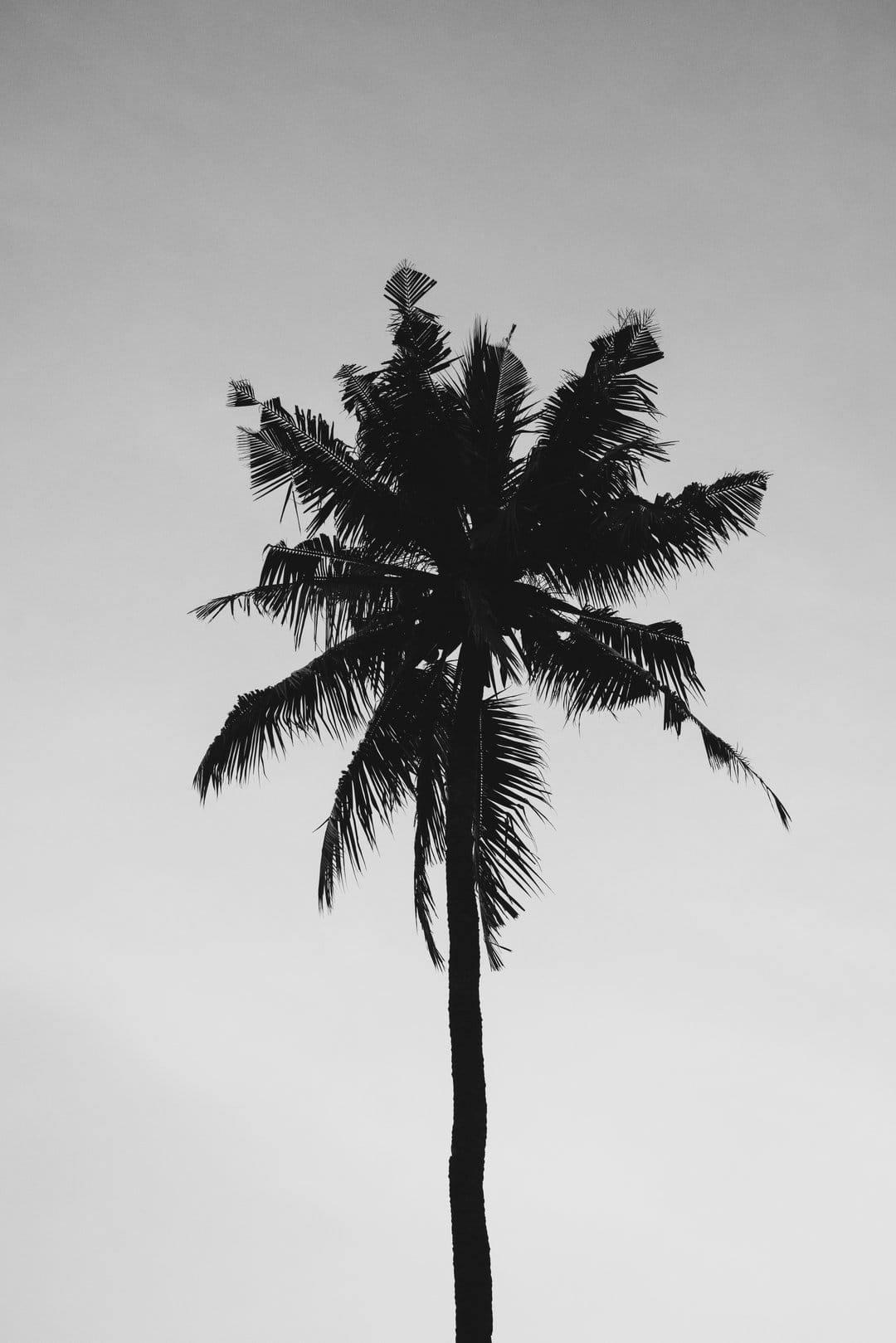 Lone palm tree silhouette with detailed fronds against a bright, clear sky in a monochrome vertical composition.