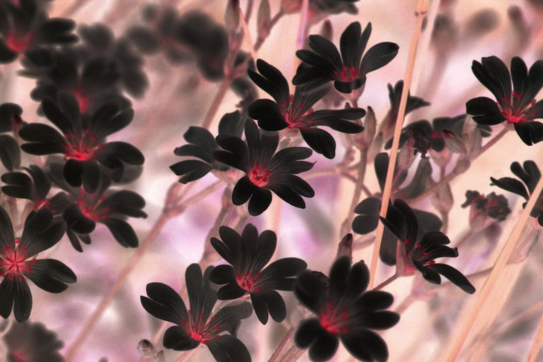 Black flowers with vivid red centers grow on thin stems against a soft pink and lavender blurred background.