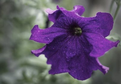 Purple petunia flower with translucent dew drops on its ruffled petals and a soft green blurred background.