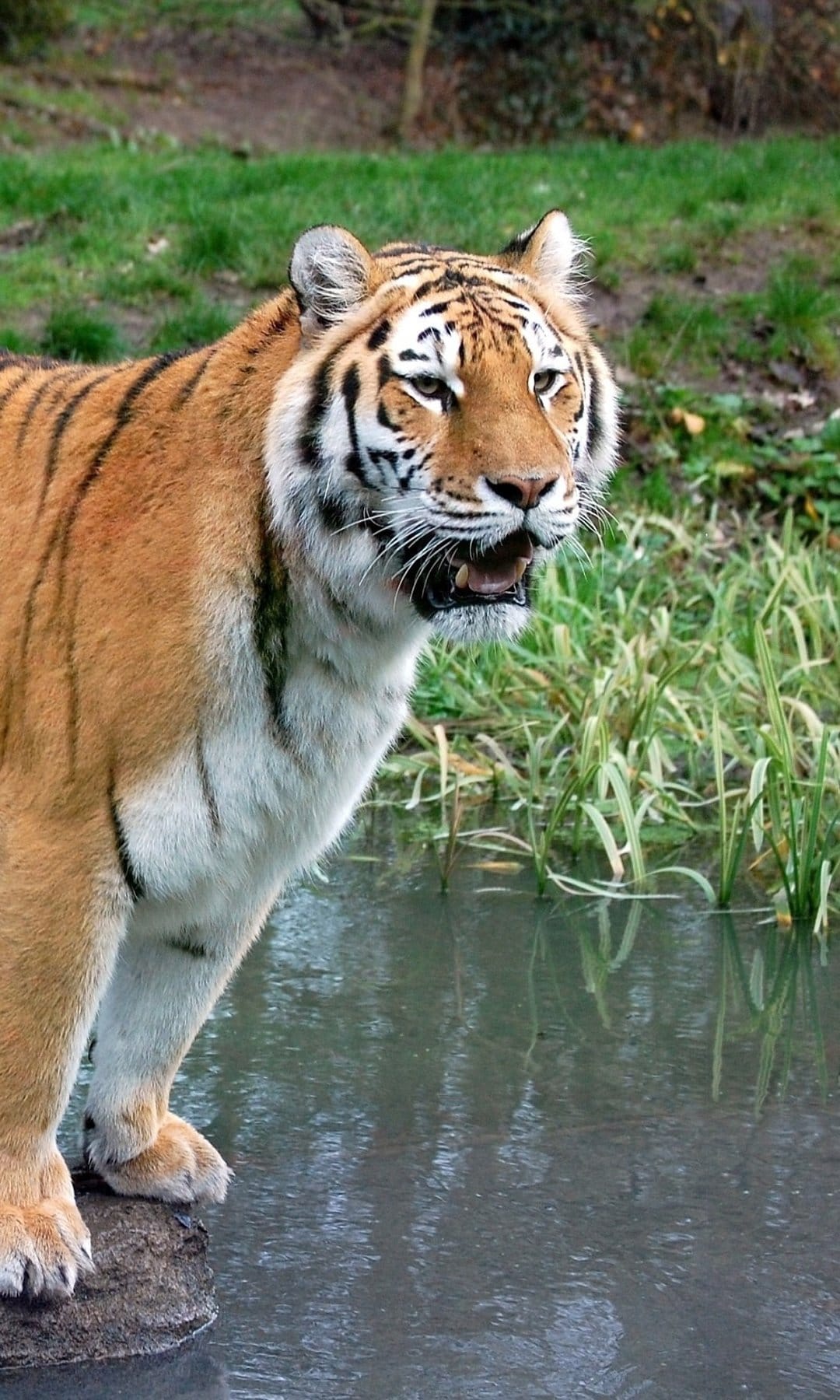 Bengal tiger with orange and black stripes stands on a rock by a pond with green reeds and water reflections.
