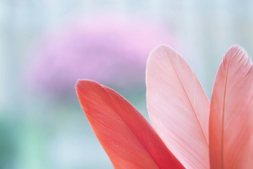 Three delicate coral and pink feathers positioned against a soft-focus background of purple and blue bokeh.