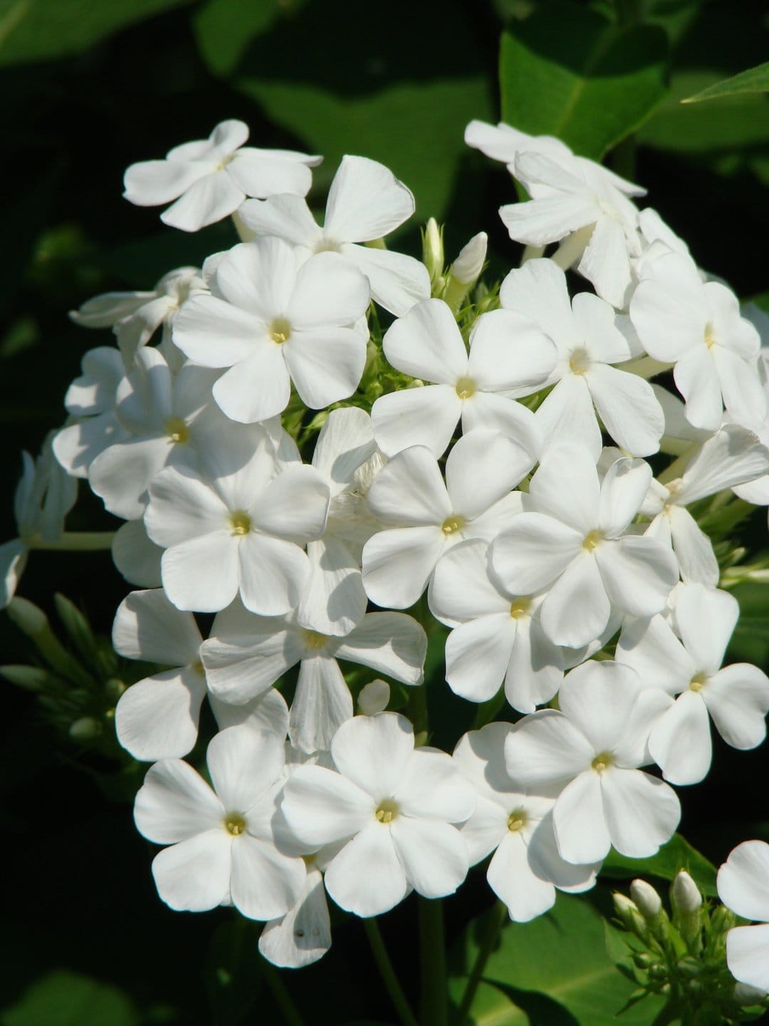 White phlox flowers with yellow centers cluster together under bright sunlight against a soft green foliage backdrop.