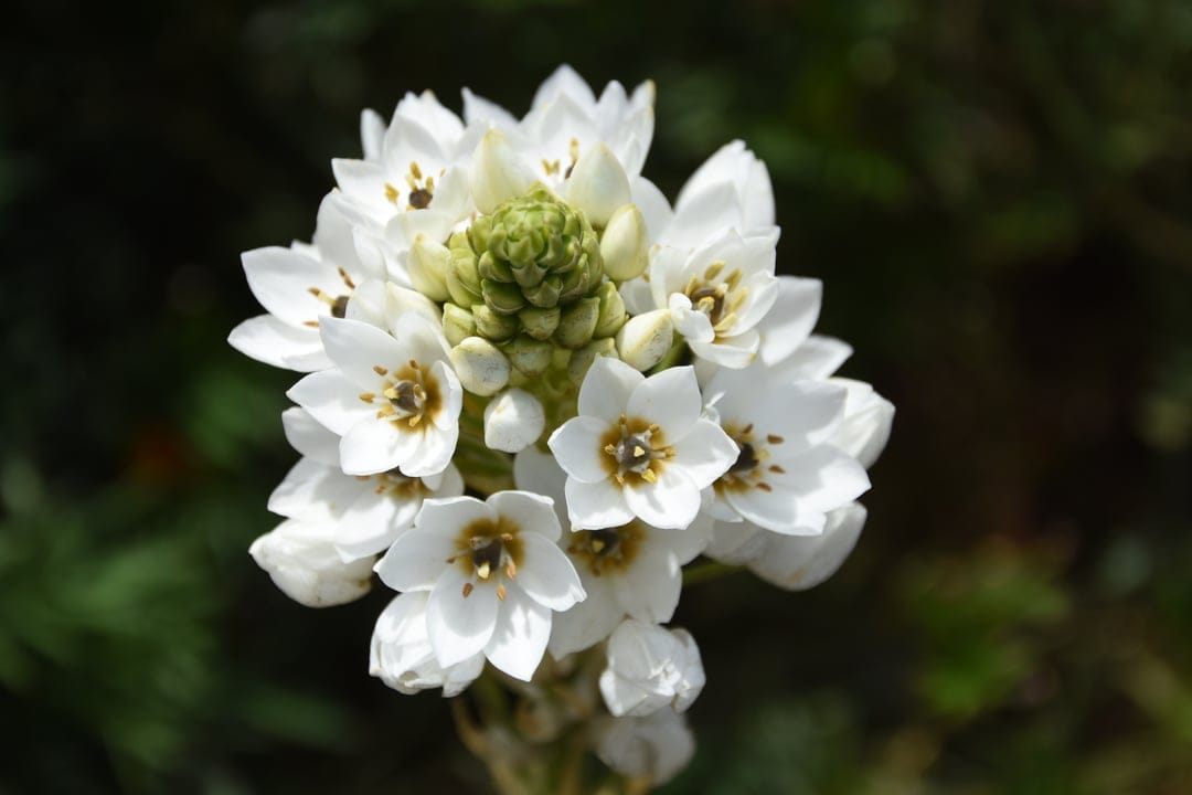 White star-shaped flowers with emerald centers bloom in a dense cluster against a blurred green background.
