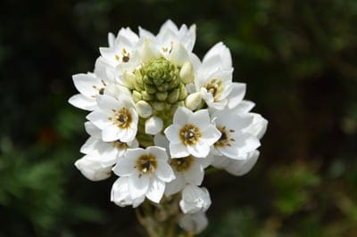 flower,arabicum,blossom,bloom,beautiful flowers,nature,botany,flower wallpaper,garden