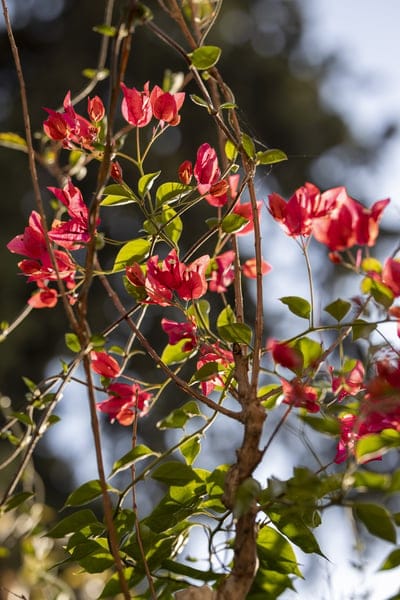 Red bougainvillea flowers and green leaves glow under bright sunlight against a soft, blurred outdoor background.
