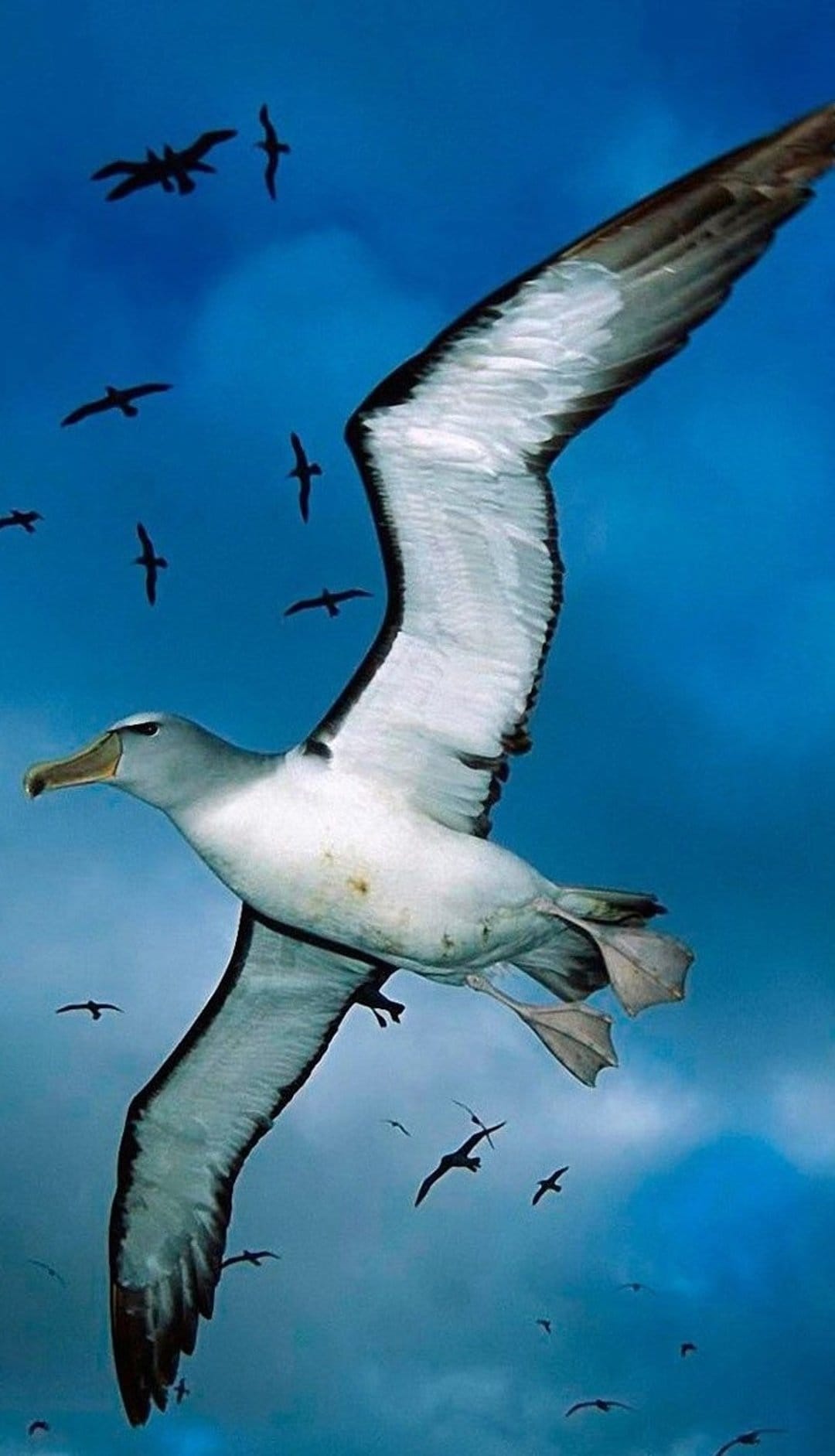 Large white albatross with expansive wings glides through a deep blue sky near a distant flock of smaller birds.
