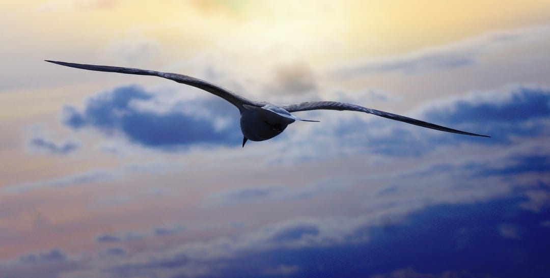 Seagull with outstretched wings flying against a backdrop of orange sunset clouds and a darkening twilight sky.