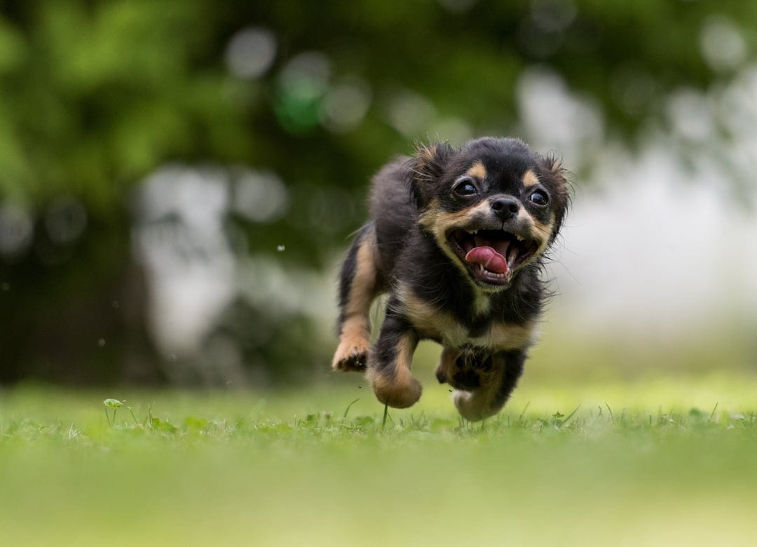 Chihuahua puppy sprints across a grassy lawn with its tongue out against a blurred green forest backdrop.