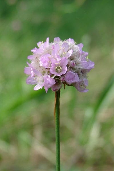 Pink Armeria maritima flower cluster with tiny star-shaped petals on a green stem against blurred foliage.